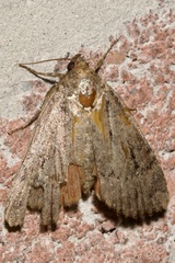 Amphipyra pyramidea