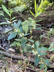 Pimelea axiflora axiflora
