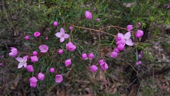 Boronia pinnata