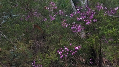 Boronia pinnata