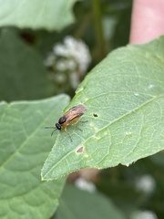 Tenthredinoidea