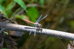 Lathrecista asiatica