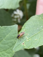 Tenthredinoidea