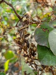 Cuscuta lupuliformis