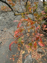 Pistacia atlantica mutica