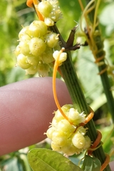 Cuscuta polygonorum