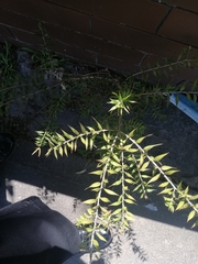 Melaleuca styphelioides