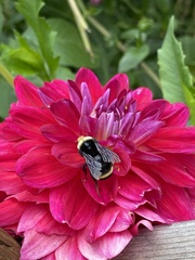 Bombus vosnesenskii