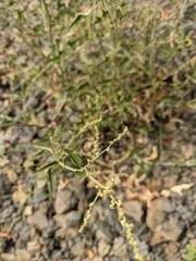 Atriplex aucheri