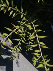 Melaleuca styphelioides