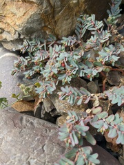 Euphorbia peplis