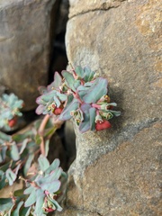 Euphorbia peplis