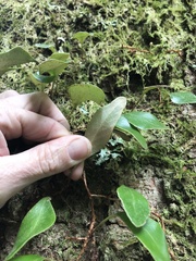 Pyrrosia eleagnifolia