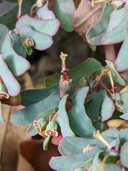 Euphorbia peplis