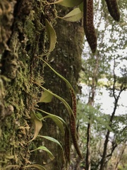 Pyrrosia eleagnifolia