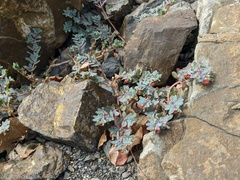 Euphorbia peplis