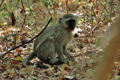 Chlorocebus pygerythrus