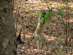 Chlorocebus pygerythrus