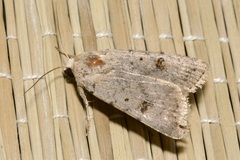 Caradrina kadenii