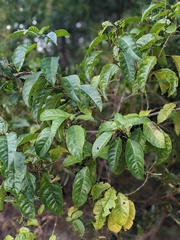 Clerodendrum floribundum