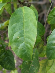Clerodendrum floribundum
