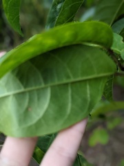 Clerodendrum floribundum
