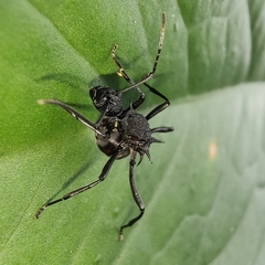 Polyrhachis armata