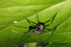 Polyrhachis armata