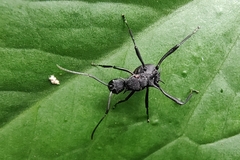 Polyrhachis armata