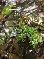 Cardamine flexuosa