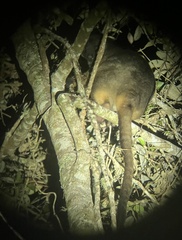 Dendrolagus lumholtzi