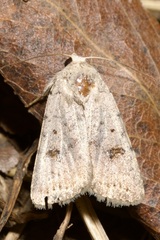 Caradrina kadenii