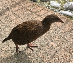 Gallirallus australis australis