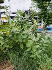 Calotropis gigantea
