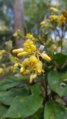 Pittosporaceae