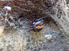 Latrodectus katipo