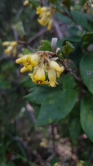 Pittosporaceae