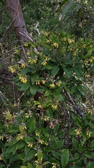 Pittosporaceae