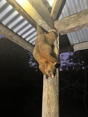 Trichosurus johnstonii