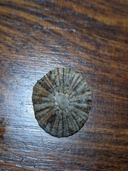 Cellana tramoserica