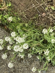 Lobularia
