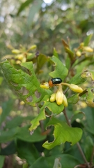 Lamprolina simillima