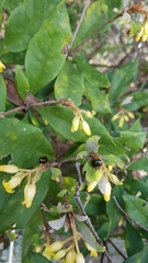 Lamprolina simillima