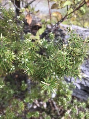 Leptecophylla juniperina