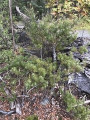 Leptecophylla juniperina