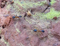 Camponotus consobrinus