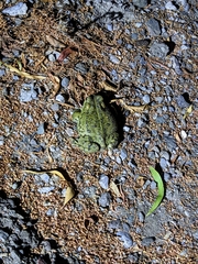 Anaxyrus boreas halophilus