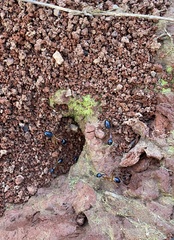 Camponotus consobrinus