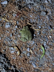 Anaxyrus boreas halophilus