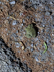 Anaxyrus boreas halophilus